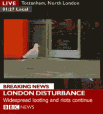 tumblr_lpoxjo9bns1qzfebyo1_250.gif