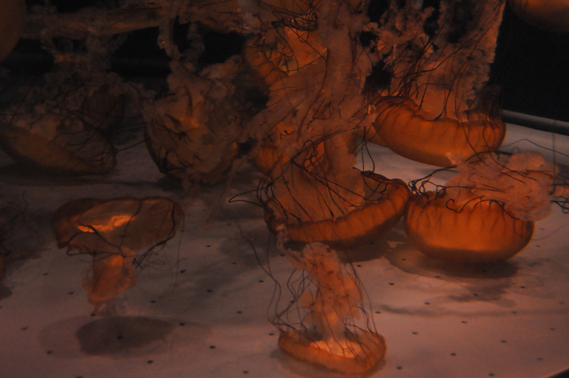 600374687_nmnXX-L.jpg
