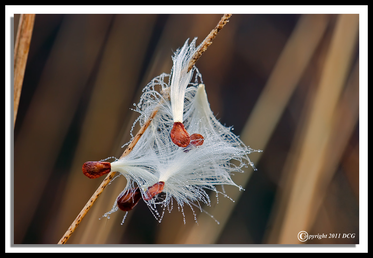 Milkweed-Seed-11-28-01cr-X2.jpg