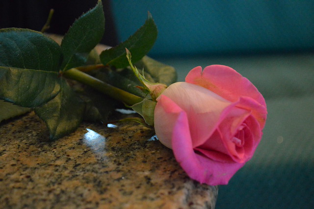 14007985993_02cf262754_z.jpg