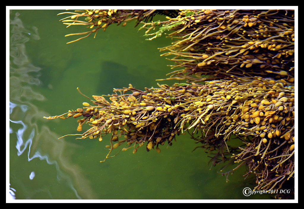 seaweed-04-26-03cr%20-XL.jpg