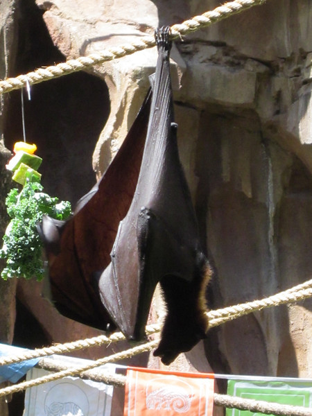 IMG0136-L.jpg