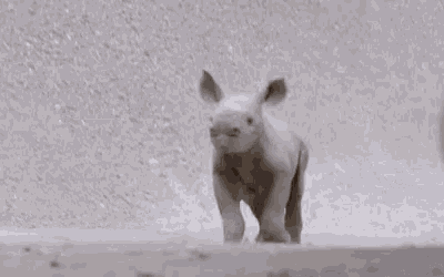 baby-rhino-cute.gif