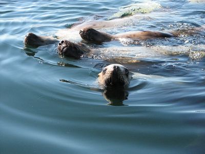 sealions.JPG