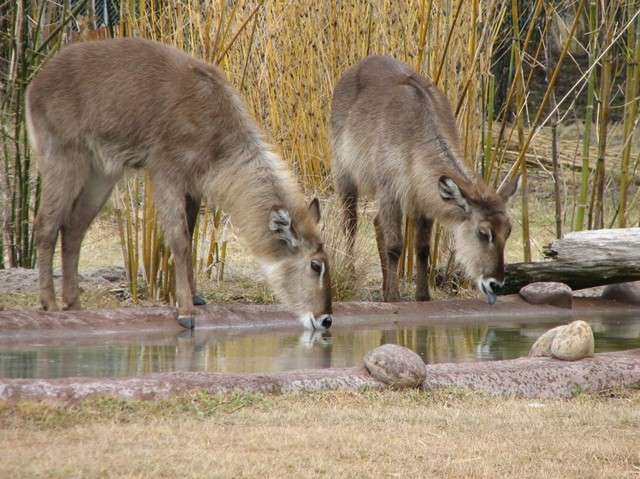 animalkingdomlodge120.jpg