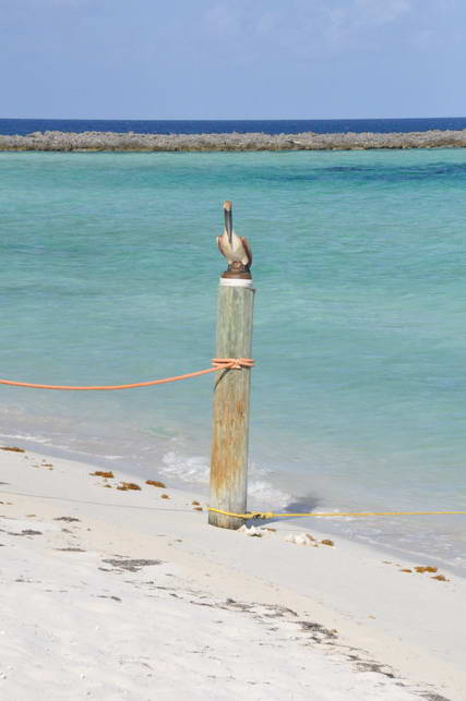 DSC_0536.JPG