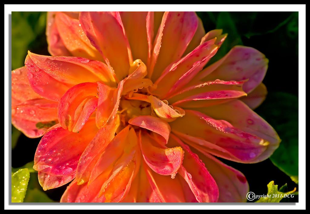 Flower-08-30-02cr-XL.jpg
