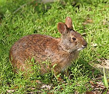 220px-Marsh_Rabbit.jpg