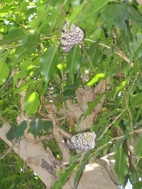 butterfly3.jpg