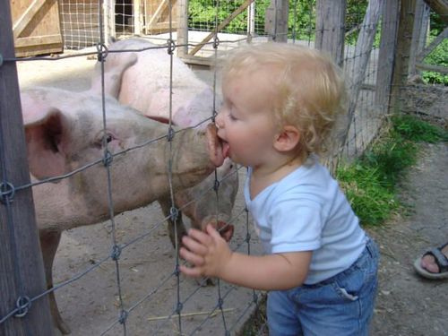 lick-the-pig.jpg