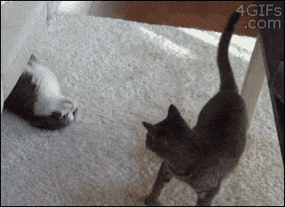 giphy.gif