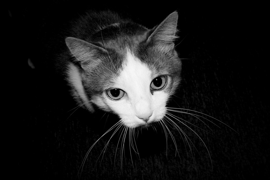 mrwhiskers-bw-lowres.jpg
