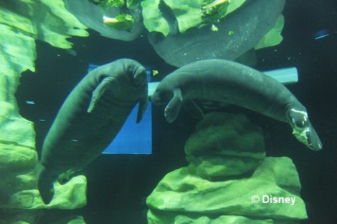 Manatees_in_Epcot.jpg