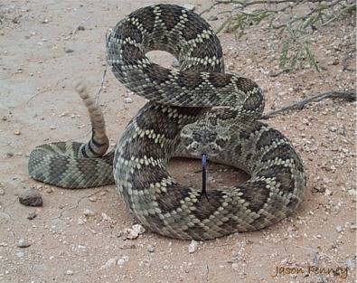 mojave1.jpg