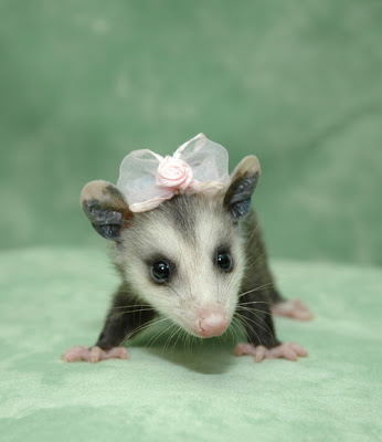 baby+possum.jpg