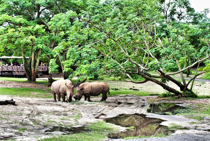 9589%20rhinosed2-L.jpg