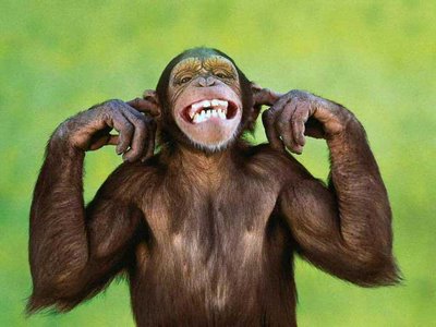 not-listening-chimp.jpg