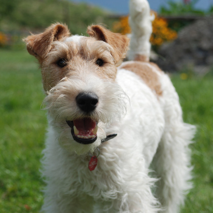 Wire-Fox-Terrier-with-a-happy-heart.jpg