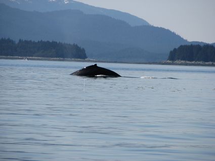 humpback.JPG