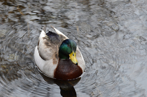DSC_0342--M.jpg