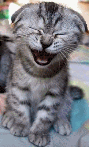 laughing_cat.gif