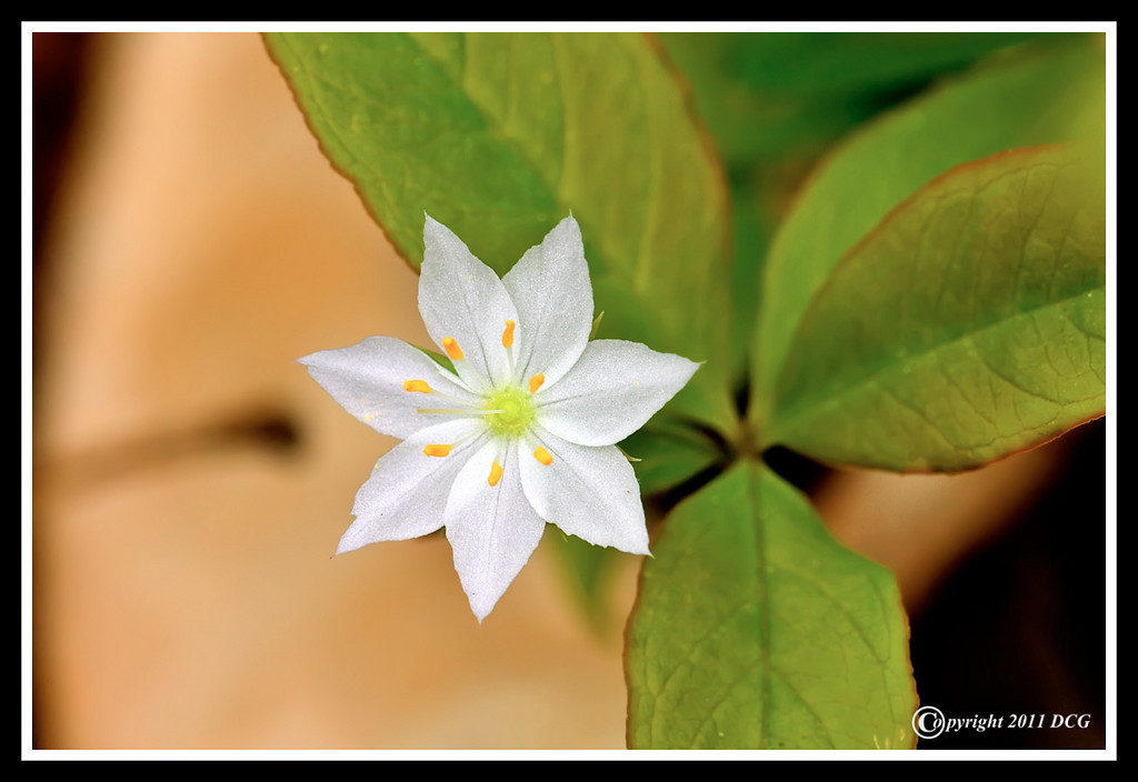 Starflower-05-10-01acr-XL.jpg