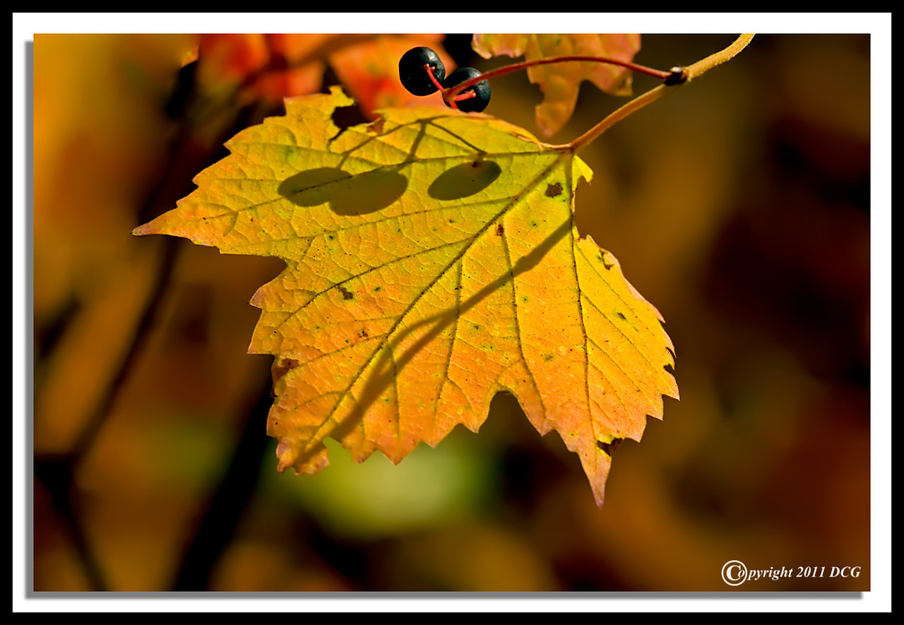 Autumn-Leaf-11-01-04cr-X2.jpg
