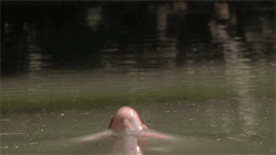tumblr_lp82n7grIX1qzxaaa.gif