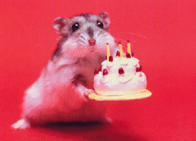 birthday.gif