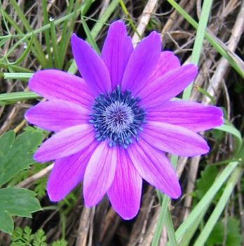 corfu_flower1.jpg