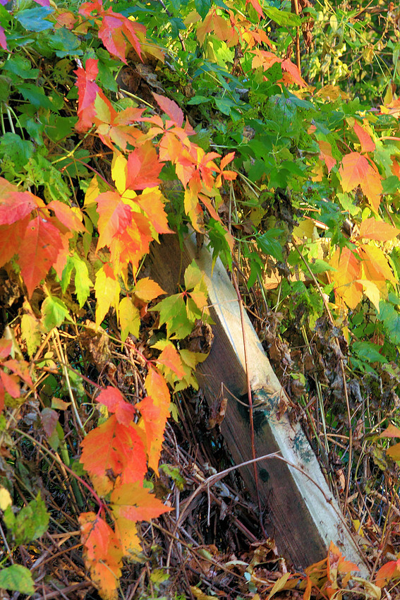 p1184059986-5.jpg