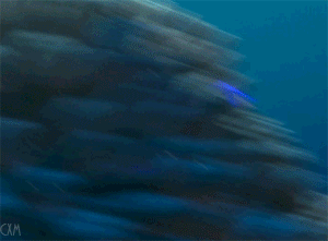 tumblr_l59u3w1TFI1qcwsd8o1_400.gif