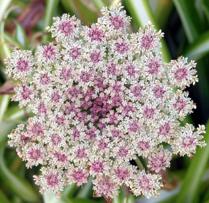 Natural-Patterns-Umbellifer.jpg