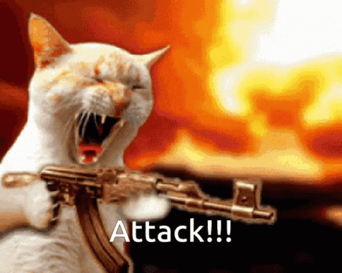 cat-gun.gif