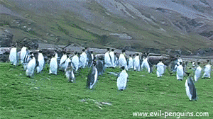 giphy.gif