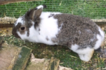 Bunnies_001.jpg