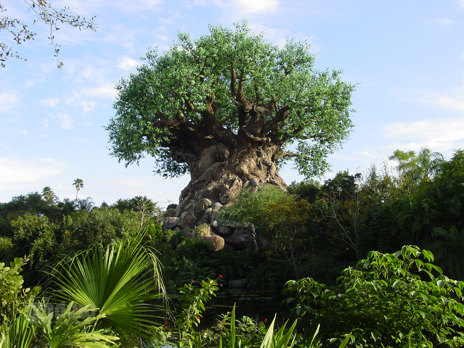 animal-kingdom-tree-of-life.jpg
