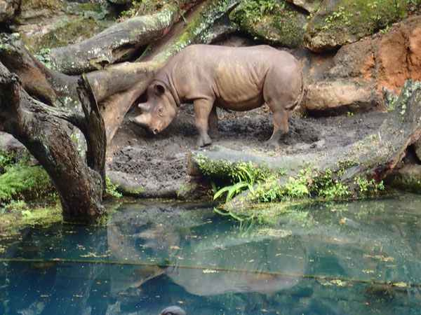 safari1_blackrhino.jpg