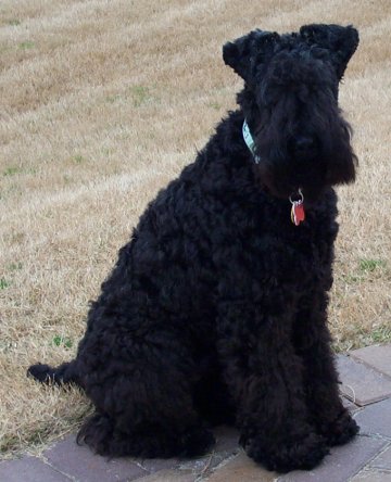 2-20Reilly2sm.jpg