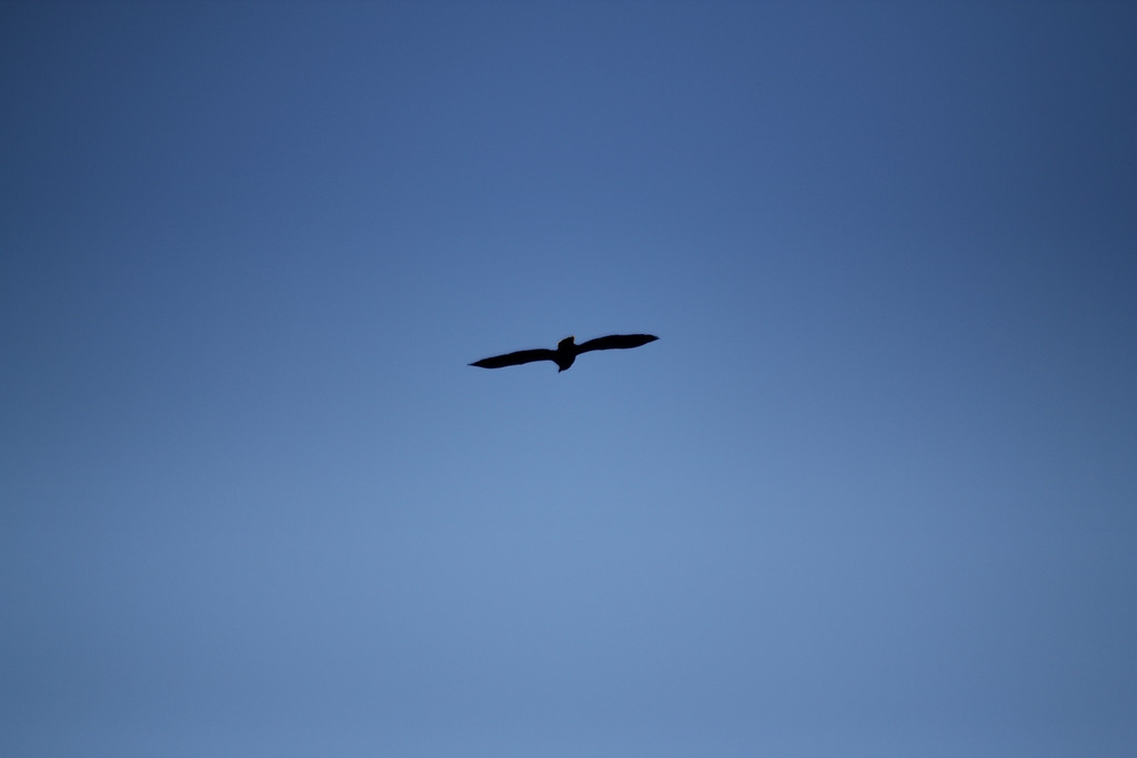 IMG_6992_1-XL.jpg
