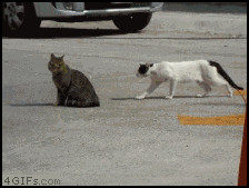 Cat-Fight.gif