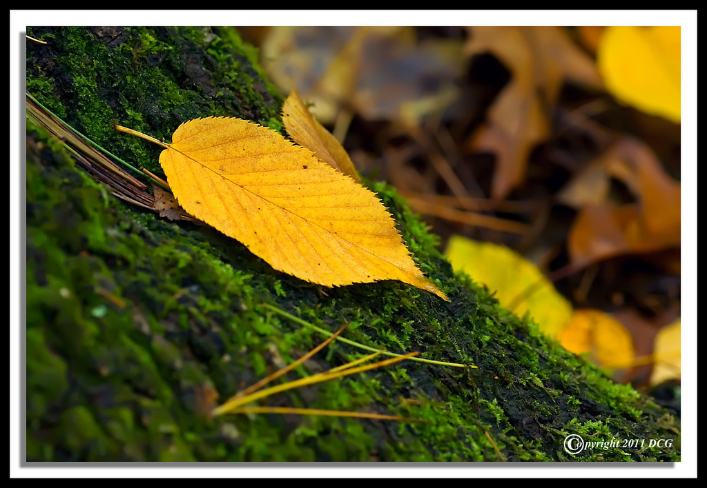 Autumn-Leaf-10-01-22cr-XL.jpg