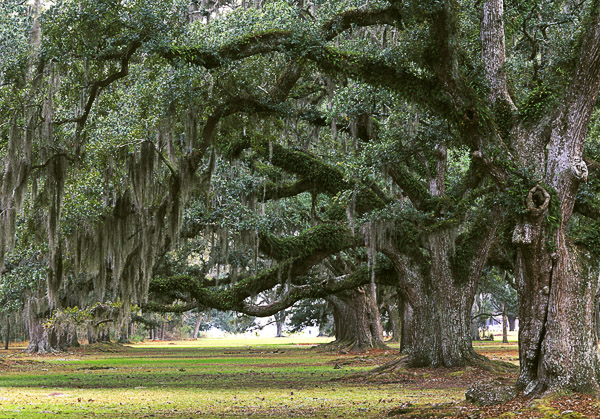 OPgBy-xciYW-LTtNg-spanish_moss.jpg