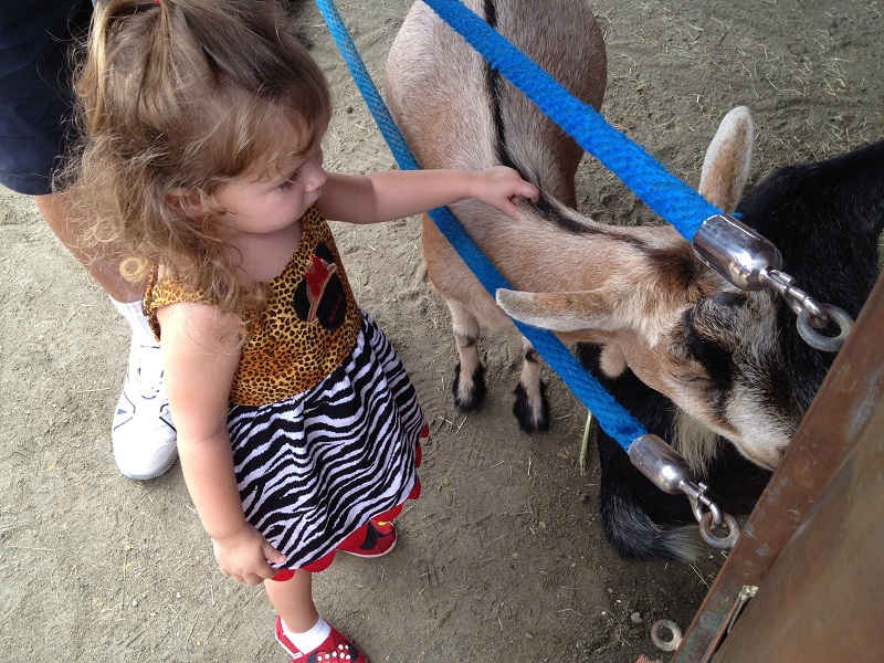 monday_petting_goat.jpg