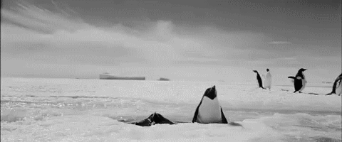 penguin_gifs_23.gif