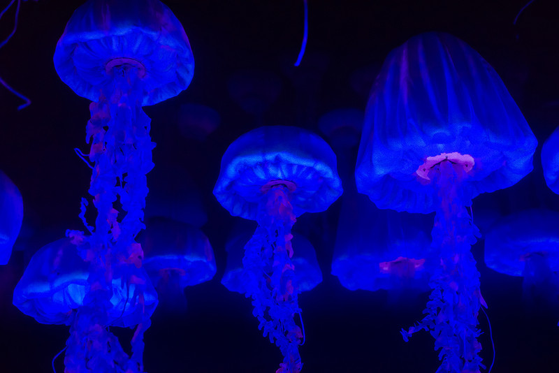DSC_0734-L.jpg