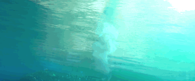 giphy.gif
