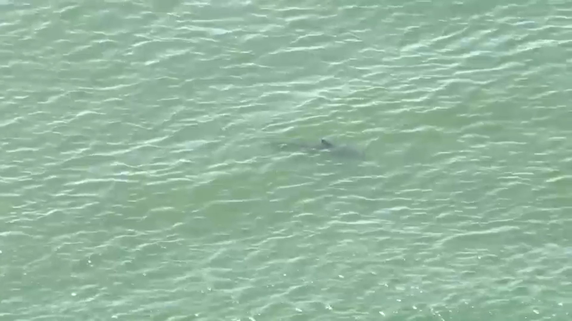 16955690_070425-wabc-shark-sightings-img.jpg