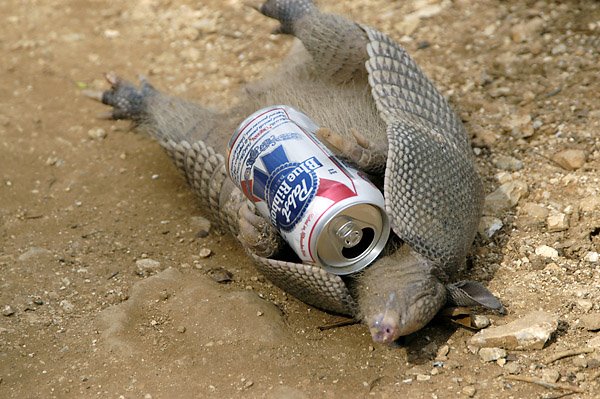 armadillo.jpg