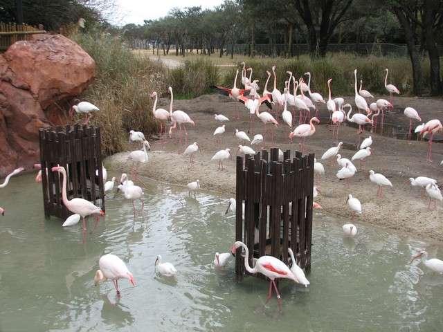 animalkingdomlodge064.jpg